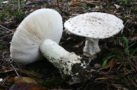 Attēlu rezultāti vaicājumam “Amanita strobiliformis”