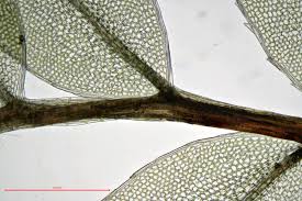 Attēlu rezultāti vaicājumam “Mnium marginatum”