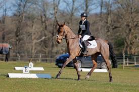 Image result for Abinger Forest Riding Club