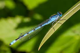 Attēlu rezultāti vaicājumam “Enallagma cyathigerum male”