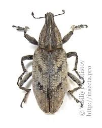 Attēlu rezultāti vaicājumam “Cleonis pigra”