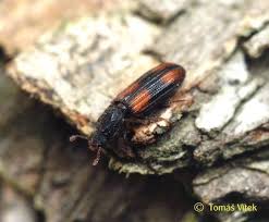 Attēlu rezultāti vaicājumam “Bitoma crenata”