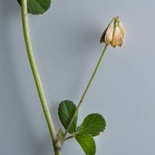 Attēlu rezultāti vaicājumam “Trifolium dubium bud”