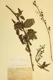 Attēlu rezultāti vaicājumam “Scrophulariaceae”