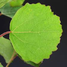 Attēlu rezultāti vaicājumam “Populus tremula leaf”