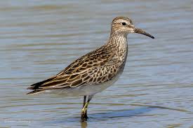 Image result for Calidris melanotos