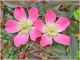 Attēlu rezultāti vaicājumam “Rosa glauca flower”