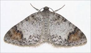 Attēlu rezultāti vaicājumam “Venusia blomeri”