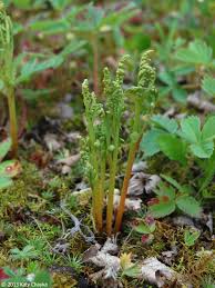 Attēlu rezultāti vaicājumam “Botrychium matricariifolium”