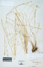 Attēlu rezultāti vaicājumam “Brachypodium pinnatum”