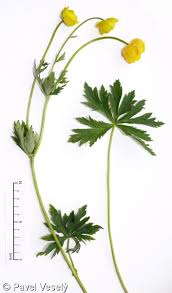 Attēlu rezultāti vaicājumam “Trollius europaeus bud”