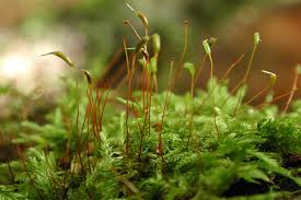 Attēlu rezultāti vaicājumam “Callicladium haldanianum”