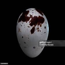 Attēlu rezultāti vaicājumam “Emberiza schoeniclus eggs”