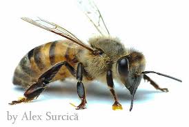 Attēlu rezultāti vaicājumam “Apis mellifera”