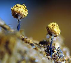 Attēlu rezultāti vaicājumam “Cribraria languescens”