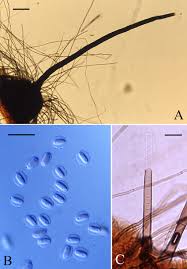 Attēlu rezultāti vaicājumam “Ophiostoma polyporicola”