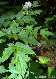 Attēlu rezultāti vaicājumam “Actaea spicata leaf”