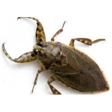 Attēlu rezultāti vaicājumam “Heteroptera”