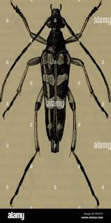 Attēlu rezultāti vaicājumam “Strangalia attenuata”