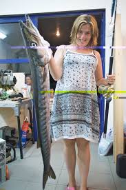 Image result for Sphyraena viridensis