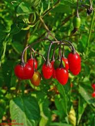 Attēlu rezultāti vaicājumam “Solanum dulcamara fruit”
