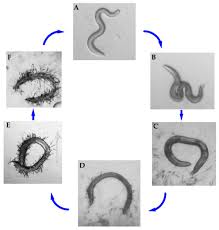 Attēlu rezultāti vaicājumam “Comatricha elegans spores”