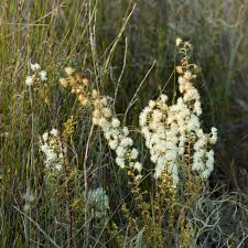 Image result for Dahlia x pinnata `Decorative Giants`