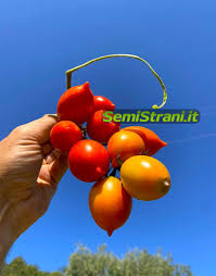 Afbeeldingsresultaat voor principe borghese tomato