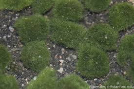 Imagini pentru Cladophora aegagropila