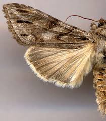 Attēlu rezultāti vaicājumam “Cucullia fraudatrix”