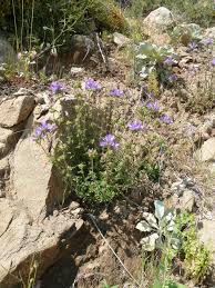Image result for Campanula lingulata