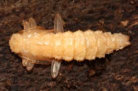 Attēlu rezultāti vaicājumam “Pyrochroidae larva”