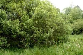 Attēlu rezultāti vaicājumam “Salix aurita”