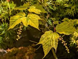 Attēlu rezultāti vaicājumam “Acer rufinerve”