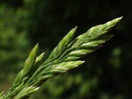 Attēlu rezultāti vaicājumam “Poa compressa leaf”