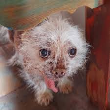 Image result for ugliest dog