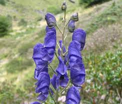 Image result for Aconitum napellus