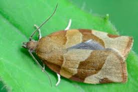 Attēlu rezultāti vaicājumam “Pandemis cerasana”