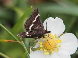 Attēlu rezultāti vaicājumam “Pyrausta cingulata”