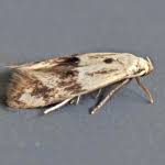 Attēlu rezultāti vaicājumam “Elachista maculicerusella”