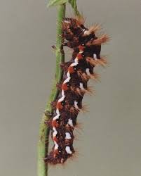 Attēlu rezultāti vaicājumam “Acronicta megacephala larva”