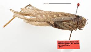 Attēlu rezultāti vaicājumam “Tettigoniodea”