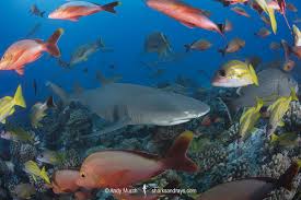 Image result for Negaprion acutidens