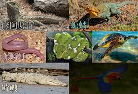 Attēlu rezultāti vaicājumam “Reptilia”