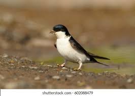 Attēlu rezultāti vaicājumam “Delichon urbicum adult”