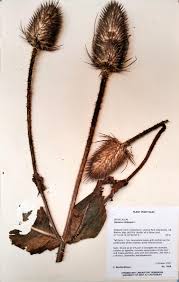 Attēlu rezultāti vaicājumam “Dipsacus fullonum”