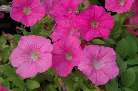 Image result for Petunia