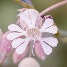 Image result for Silene vulgaris