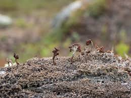 Attēlu rezultāti vaicājumam “Cladonia parasitica”