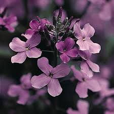 Image result for Hesperis matronalis